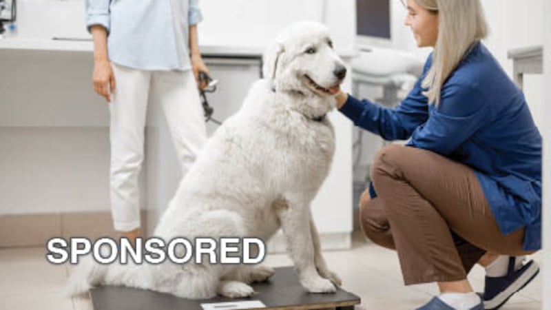 Helping Pets Maintain a Healthy Weight