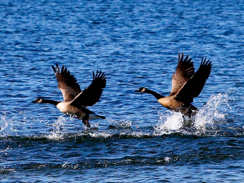 Canadian geese take flight on Thursday, Oct. 17, 2024, at Crystal Lake’s Main Beach.