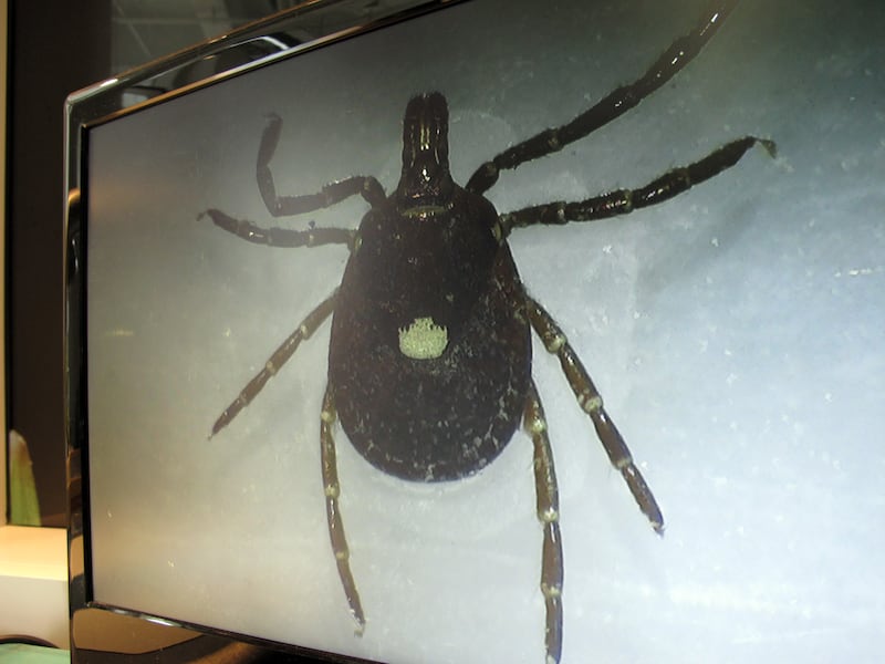 In this July 31, 2014 photo, a lone star tick is displayed on a monitor in a lab at the North Carolina Museum of Natural Sciences, in Raleigh, N.C. Doctors across the nation are seeing a surge of sudden meat allergies in longtime carnivores who were bitten by Lone Star ticks, which are found in the Southwest and eastern half of the U.S.  (AP Photo/Allen G. Breed)