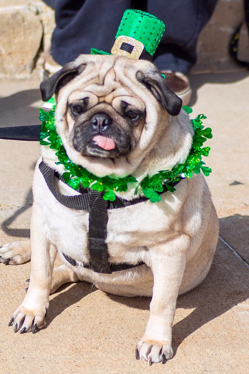 Tater awaits the 26th annual Dixon St. Patrick's parade on Saturday, March 16, 2024.