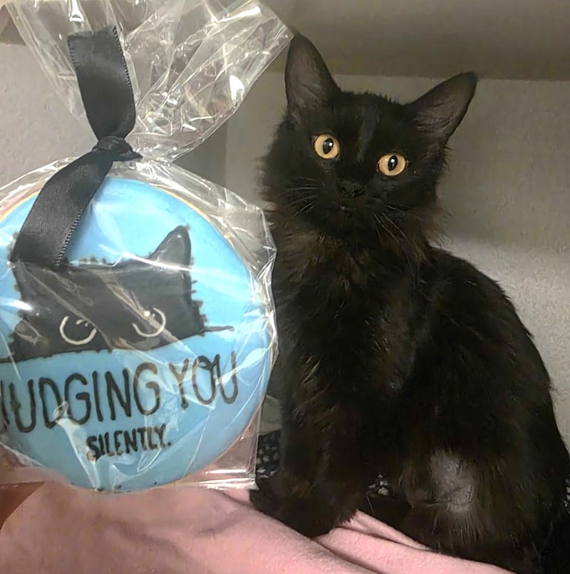 Trixie is Save-A-Pet's pet of the week for March 5, 2026.