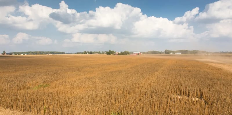 Golden hues sweep across the farm as the food-grade soybeans reach maturity.