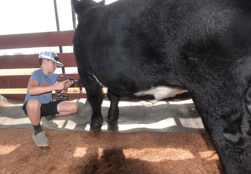 Brayden Goodbreed, 13, of Lee, grooms his steer at the Lee County 4-H Fair on Thursday. The 1,300 pound steer is a limousin breed.