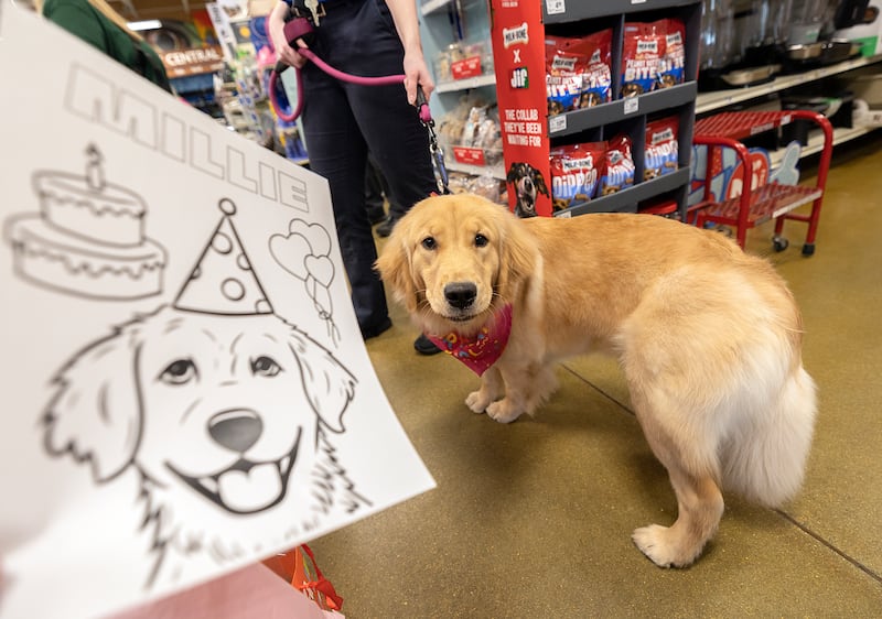 The Sterling Police Department held a birthday party for one-year-old Millie Tuesday, Feb. 25, 2025, at PetSmart in Sterling. Treats for both two- and four-legged critters were made available.