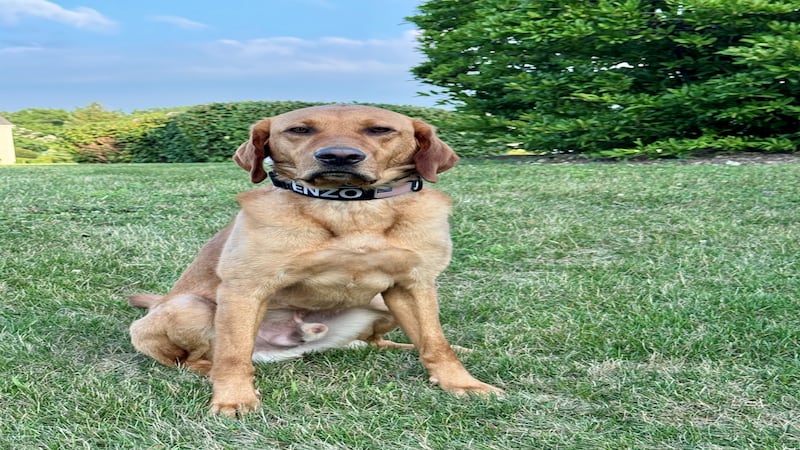 Lake County Sheriff’s K-9 Enzo to get body armor