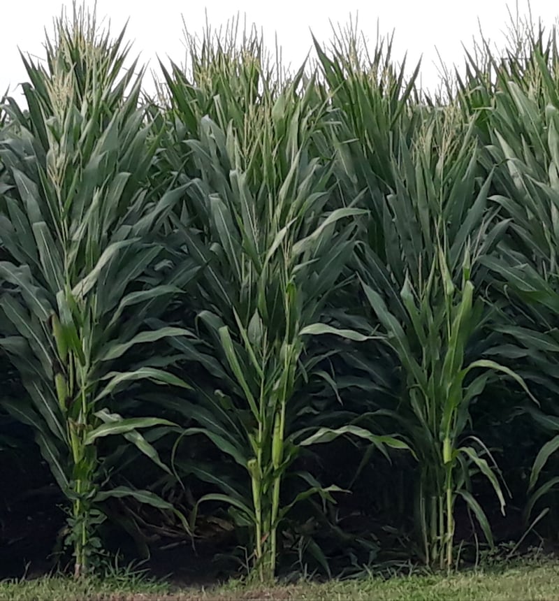 The summer crop and rainfall report, which features crop condition and rainfall updates from La Salle County farmers, is published regularly during the growing season. The following report covers July 25 to July 31 and is provided with assistance from the La Salle County Farm Bureau. It will be the final one of the summer.