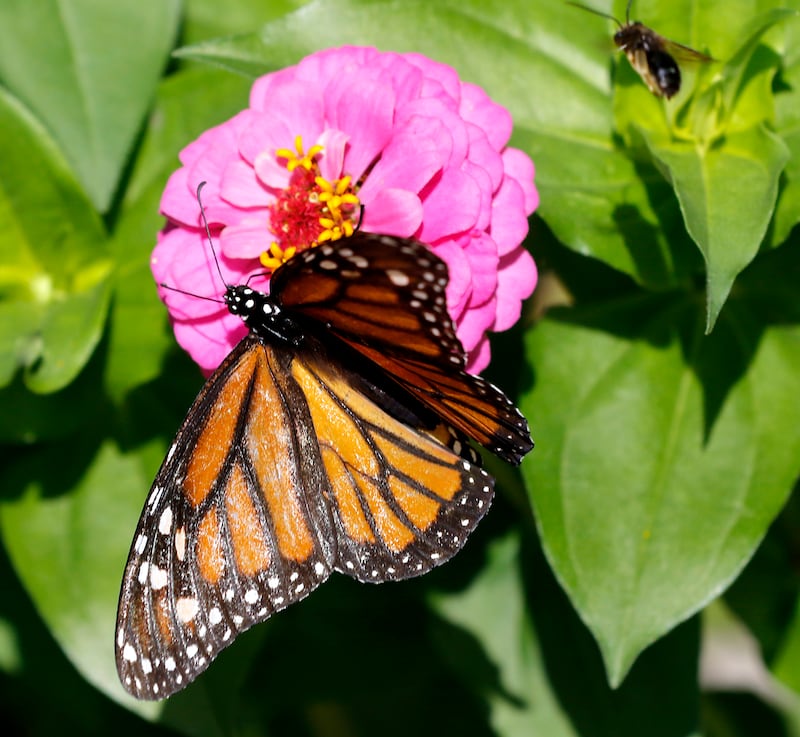 A monarch butterfly on a zinnia in Konni Vukelic’s pollinator garden on Friday, August 22, 2025. Vukelic, the owner of Three Bees Honey Farms, is upset with the way the City of Marengo handled removing part of her pollinator garden around her home in Marengo.