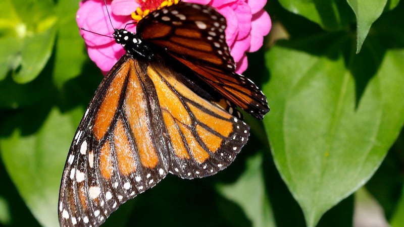 Ways to grow healthier ecosystems at home for pollinators