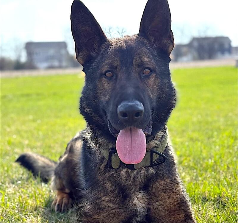 Edo, a K9 member of the Will County Sheriff's Office K9 unit. Photo provided by courtesy of the sheriff's office.