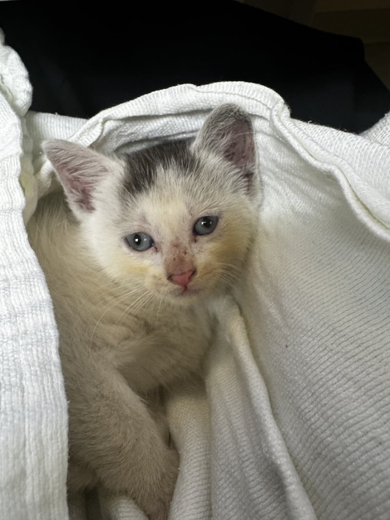 Silver Bells, was found stranded in a June 8, 2026 rain storm and brought to the Emergency Department at Silver Cross Hospital in New Lenox. He now gets love and care from thel Emergency Department team and found her forever home with Silver Cross Service Ambassador Dan Pennick.