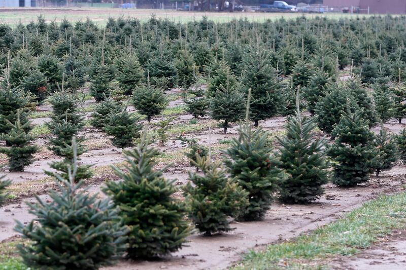 Christmas tress growing at Conifera Tree Farm on Tuesday, Nov. 25, 2025, near Harvard.