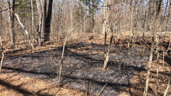 Frequent prescribed burns in forests help young oaks thrive, U of I study finds