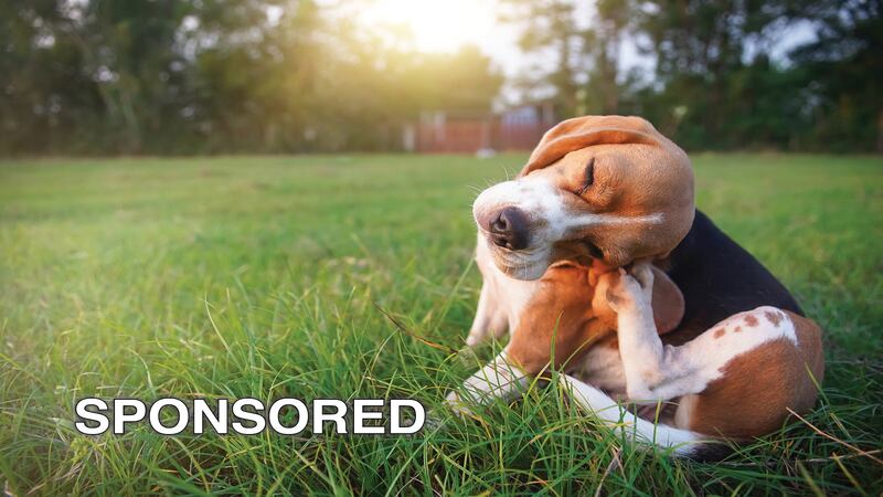 Is It Allergies? How to Recognize and Treat Allergy Symptoms in Your Dog