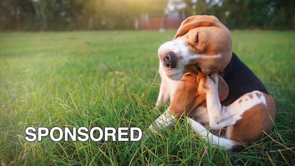 Is It Allergies? How to Recognize and Treat Allergy Symptoms in Your Dog