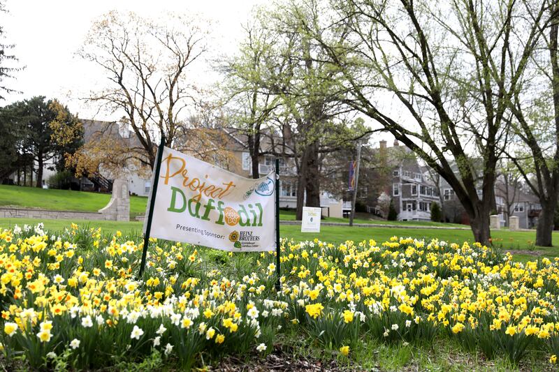 Organizers and volunteers of Project Daffodil celebrated 5 years and 25,000 blooms in Mount St. Mary Park on Wednesday, April 23, 2025 in St. Charles. Since October 2000, volunteers have gathered each October to plant over 25,000 daffodil bulbs and hundreds of Virginia Blue Bells at Mount St. Mary Park.