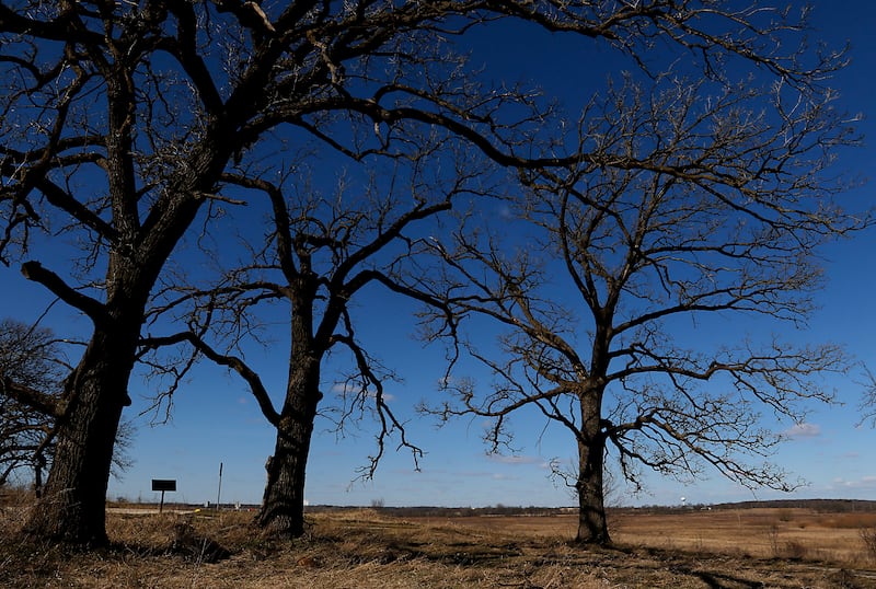 Oak trees on Wednesday, March 20, 2024, in Glacial Park. Tamarack Farms, a 985-acre property in Richmond, has been acquire by The Conservation Fund, Illinois Audubon Society, and Openlands and will be added to the Hackmatack National Wildlife Refuge, connecting Glacial Park to the North Branch Conservation Area.