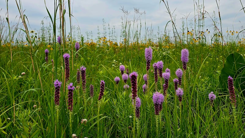 A day in the life of a pollinator