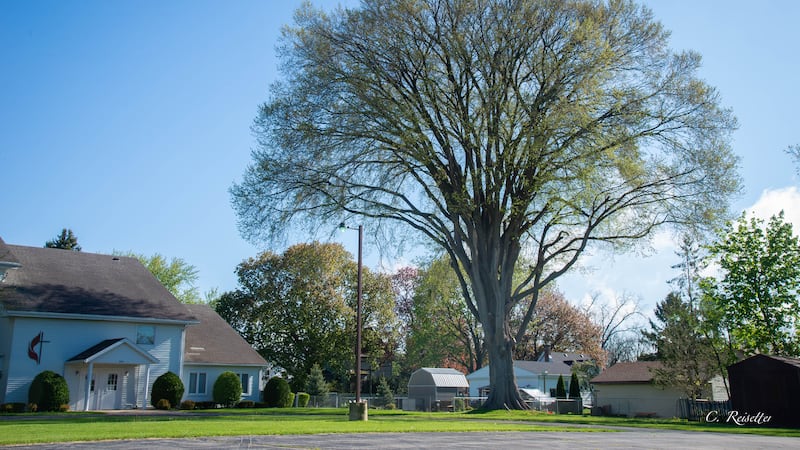 Capron tree named land institute’s June Tree of the Month