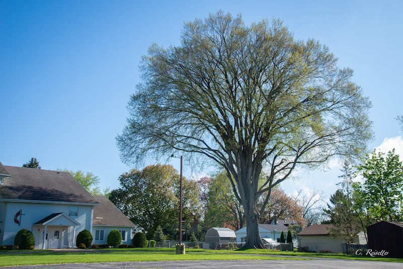 The Natural Land Institute’s Legacy Tree Program's June Tree of the Month