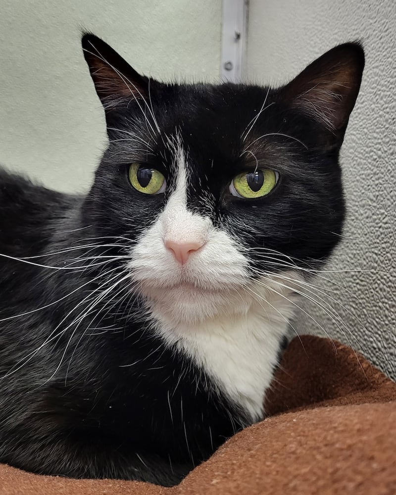 Dagny is Save-A-Pet's pet of the week for Jan. 8, 2026.