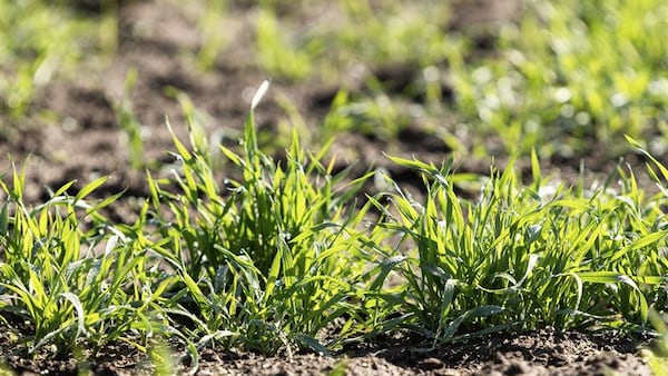 Illinois tops record wheat yield in 2025