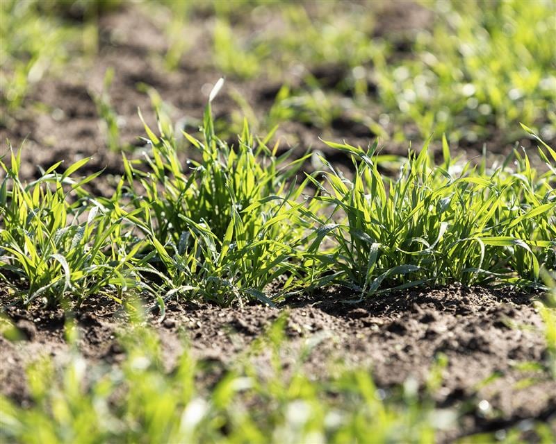 The statewide average winter wheat yield in Illinois for the 2025 crop was 88 bushels per acre, according to USDA.