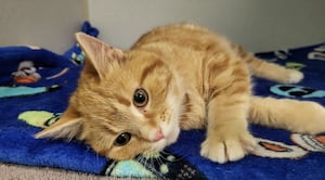 Social kitten would love to be part of package deal