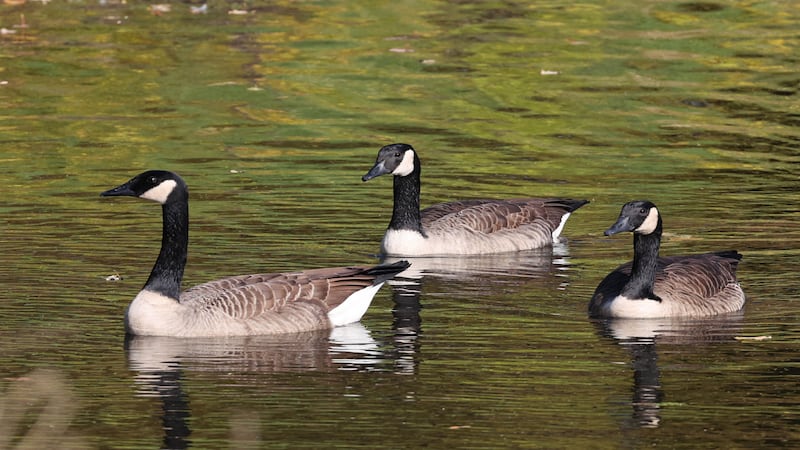 Watershed stewardship program begins May 26 in Genoa