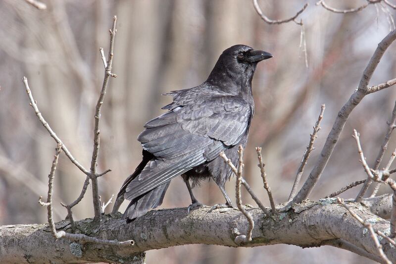 Learn about crows and their quirky history with humans during a BYOB Crafts and Crows program on Nov. 6 at Four Rivers Environmental Education Center in Channahon.