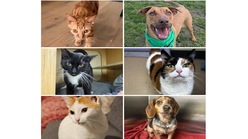 Will County Pets of the Week: May 4, 2026