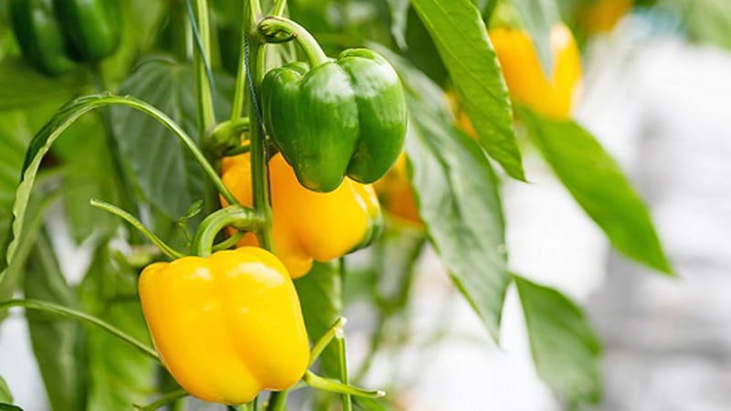 Down the Garden Path: Snacking peppers bring big flavor in a small size