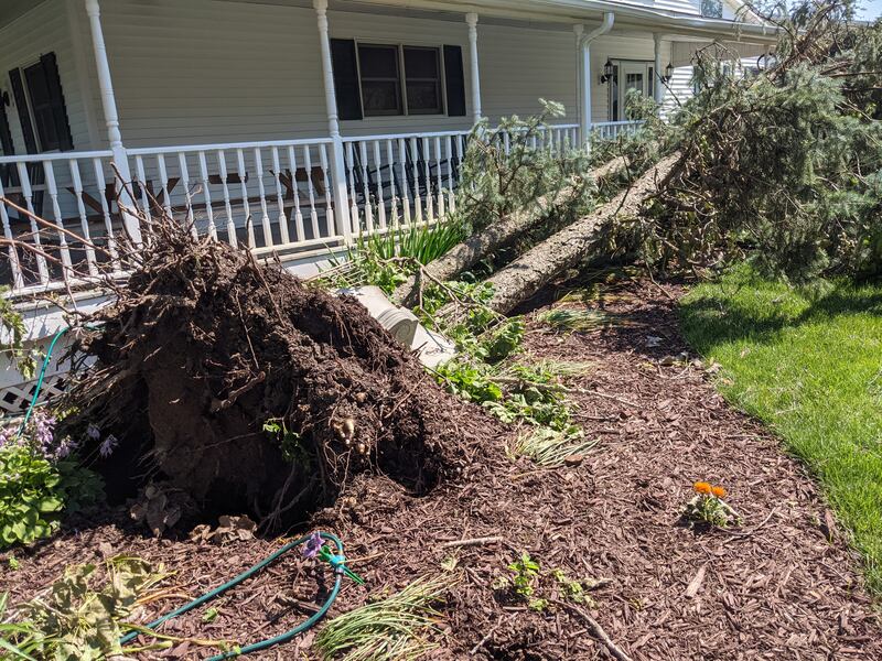 Monday's tornado caused much tree damage at Valley View Farm.