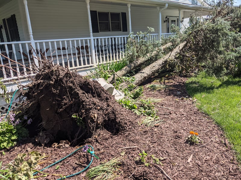 Monday's tornado caused much tree damage at Valley View Farm.
