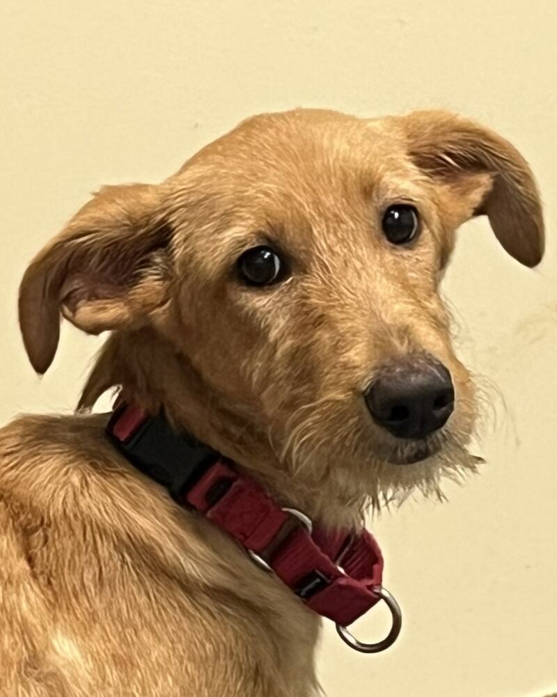 Cocoa Pebbles is Save-A-Pet's pet of the week for Oct. 23, 2025.