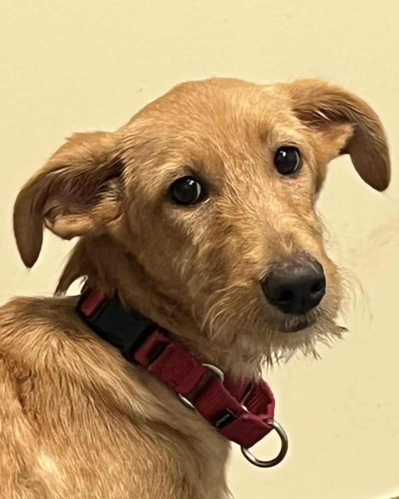 Cocoa Pebbles is Save-A-Pet's pet of the week for Oct. 23, 2025.