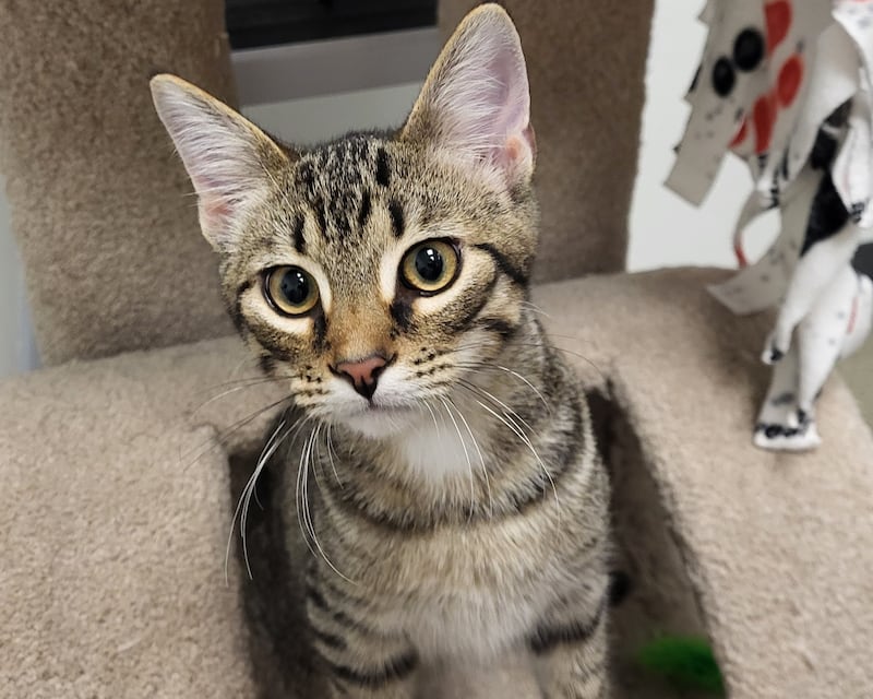 Thunder Purr is Save-A-Pet’s pet of the week for July 10, 2025.