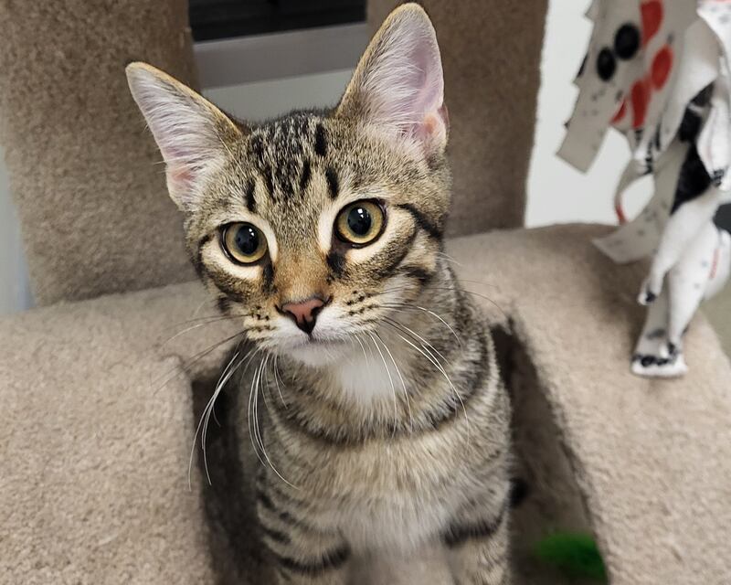 Thunder Purr is Save-A-Pet’s pet of the week for July 10, 2025.