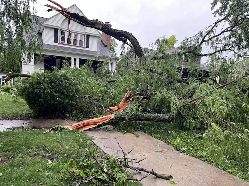 Large trees are down in front yards along Buell Avenue in Joliet following a late afternoon storm that caused widespread damage in the Joliet area on Wednesday, June 10, 2026.