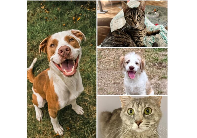 The Herald-News presents this week’s Pets of the Week. Read the description of each pet to find out about it, including where it can be adopted in Will County.