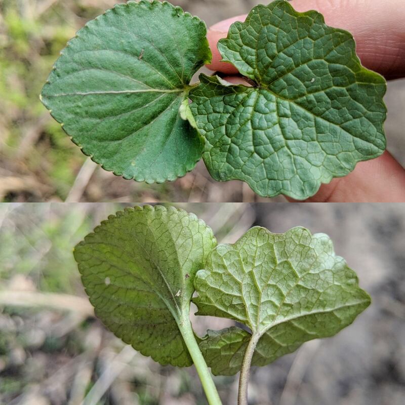 Garlic mustard