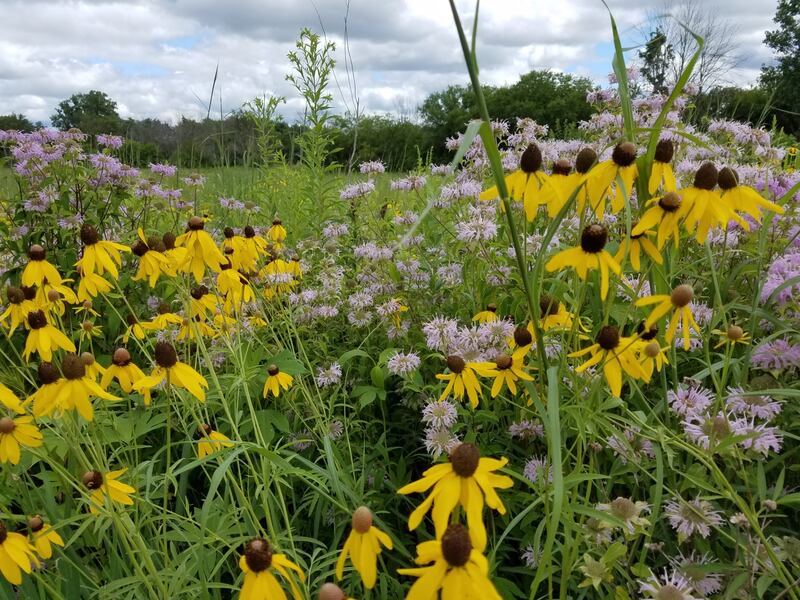Take a hike to explore what is underneath a prairie during an Underneath IV – The Prairie program at the Forest Preserve District of Will County’s Hidden Lakes Nature Center in Bolingbrook on September 9, 2023