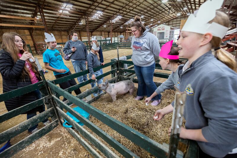 Elsie Viall of the AFC FFA brought in her porcine friend London to meet fifth graders from Lee County Friday, April 25, 2025, at Ag Expo.