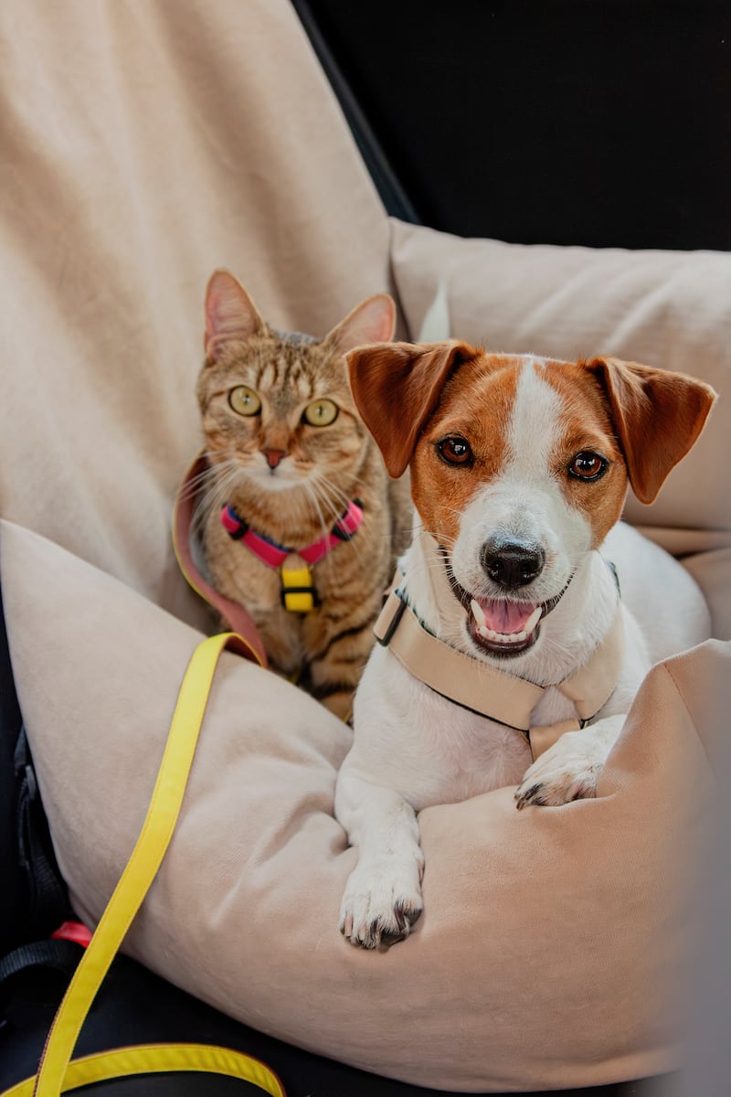 All Creatures Great & Small - Vacation-Ready Pets: A Summer Travel Safety Checklist for Dogs and Cats