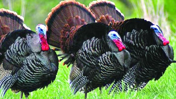 Illinois spring turkey season breaks record with nearly 21,000 birds harvested