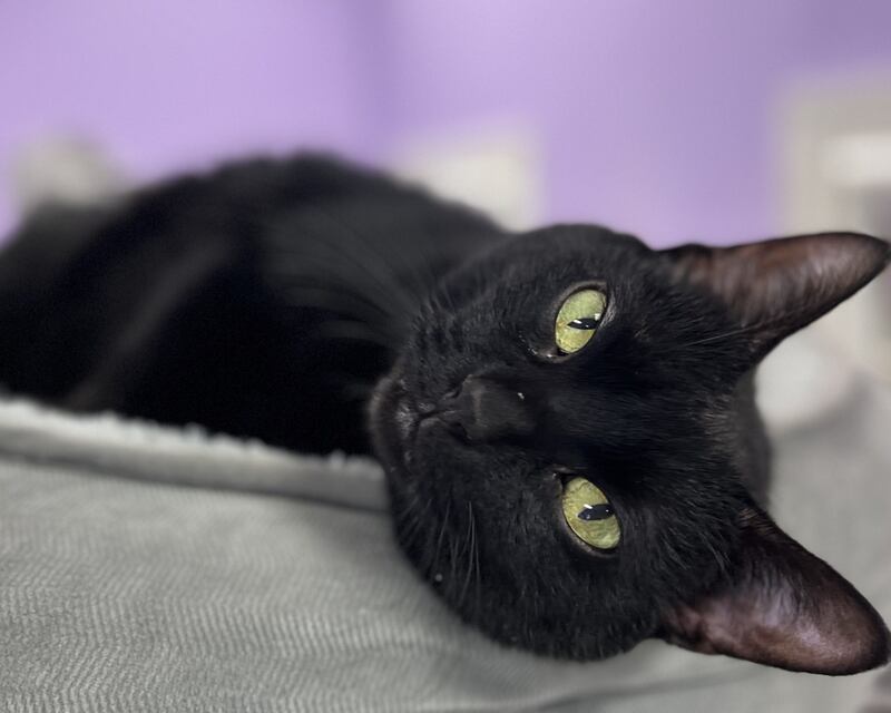 Salem is Save-A-Pet's pet of the week for April 3, 2025.