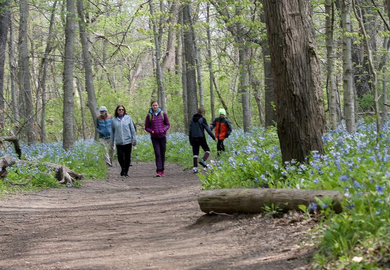Hikers walk through a trail of Virginia bluebells along the path to Illinois Canyon on Tuesday, April 25, 2023 at Starved Rock State Park.