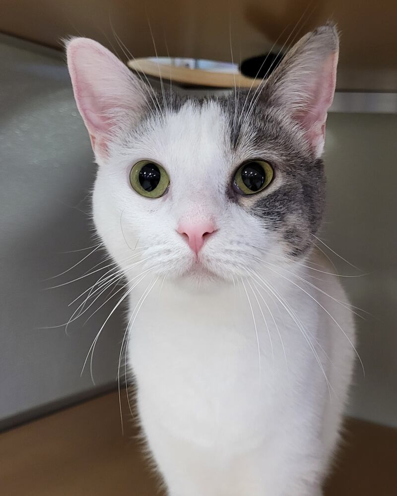 Zillah is Save-A-Pet's pet of the week for May 15, 2025.