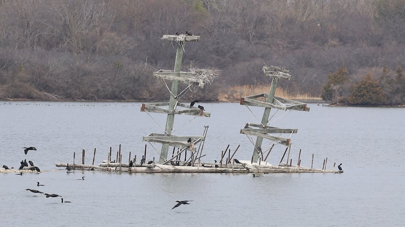 Photos: Heron viewing opens for the summer at Lake Renwick in Plainfield