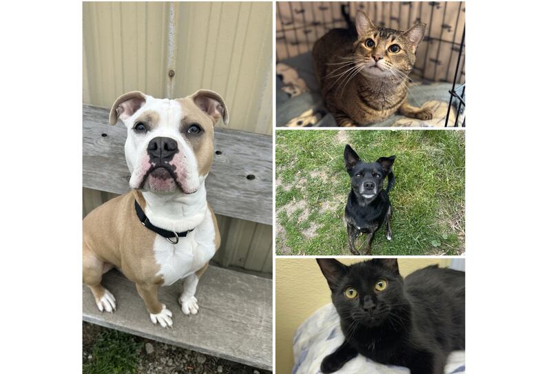 The Herald-News presents this week’s Pets of the Week. Read the description of each pet to find out about it, including where it can be adopted in Will County.