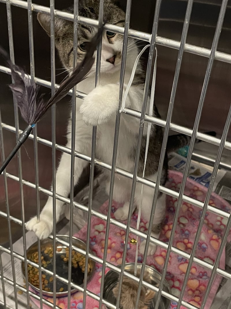 Will County Animal Protection Services is seeking residents that live or work on agricultural property for its Whiskers to Work program, which rehomes feral cats.